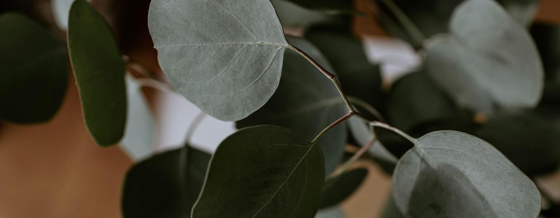 close up of a plant in vase